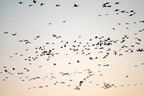 Nebraska Sandhill Crane Cluster
